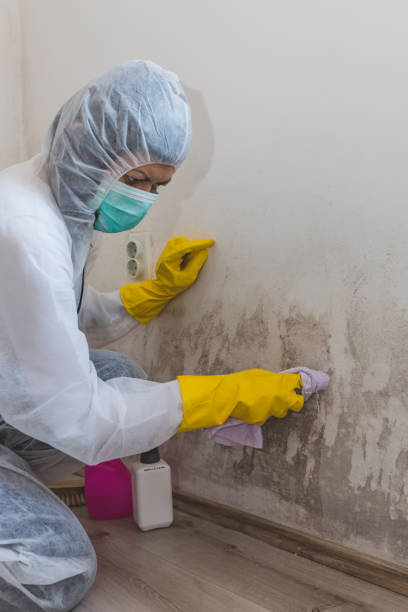 Best Commercial Mold Inspection  in Wollochet, WA