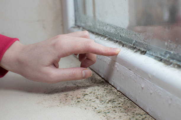 Best Emergency Mold Remediation  in Wollochet, WA