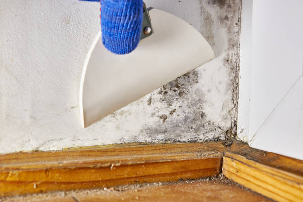 Best Mold Remediation for Healthcare Facilities  in Wollochet, WA